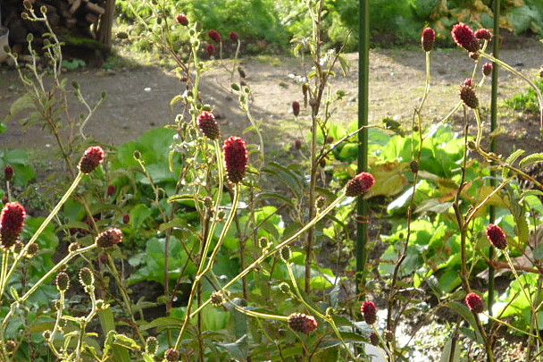 a0214206_2227352.jpg
