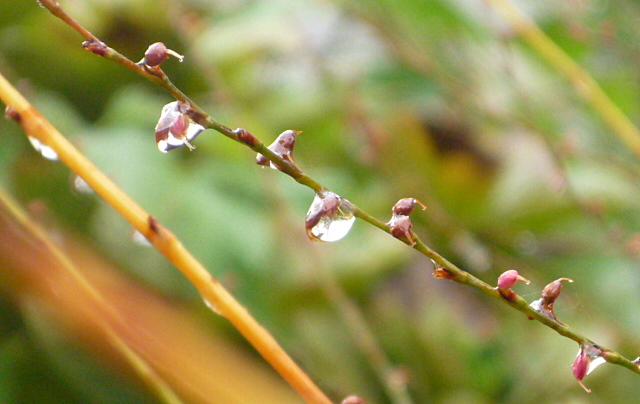 a0214206_22344269.jpg