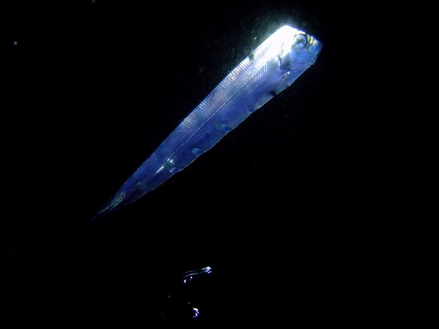 d0175710_20182250.jpg