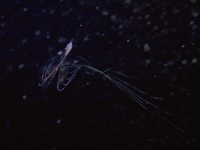 d0175710_20183164.jpg