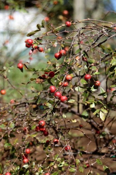 a0258549_21425717.jpg