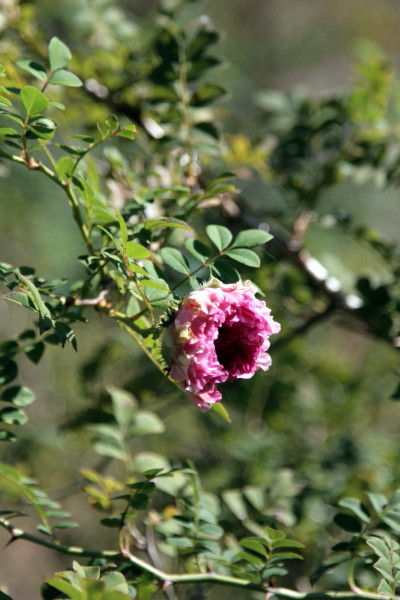 a0258549_21584299.jpg
