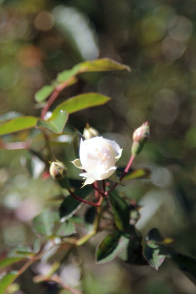a0258549_22591523.jpg