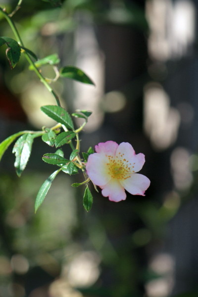 a0258549_23292193.jpg