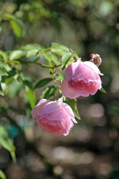 a0258549_236573.jpg
