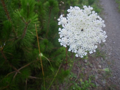 f0046250_1453451.jpg