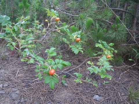 f0046250_14535830.jpg