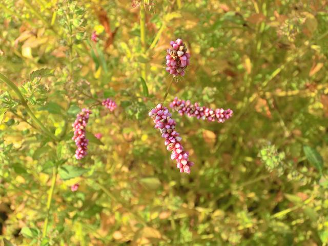 a0044076_16302666.jpg
