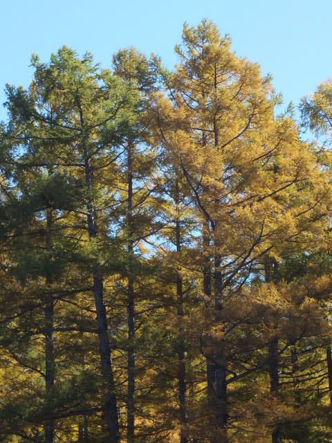 e0145782_17225074.jpg