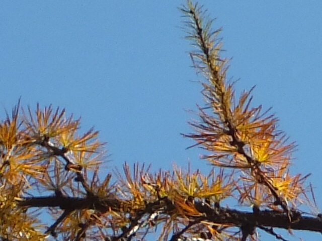 e0145782_1723313.jpg