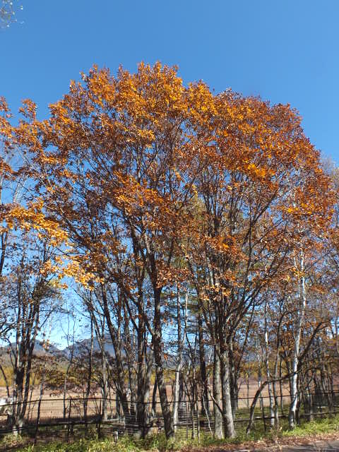 e0145782_17252199.jpg
