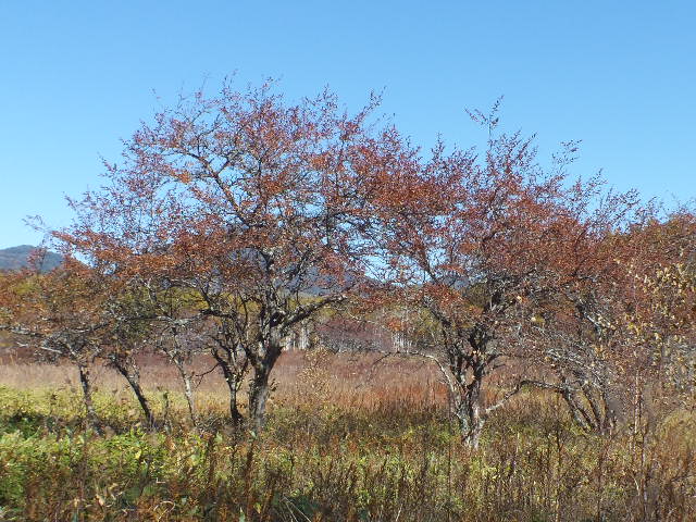 e0145782_17283289.jpg
