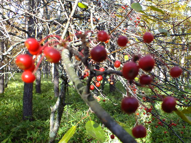 e0145782_17294260.jpg