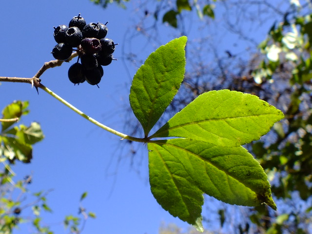 e0145782_17313788.jpg
