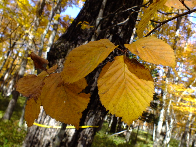 e0145782_17325411.jpg
