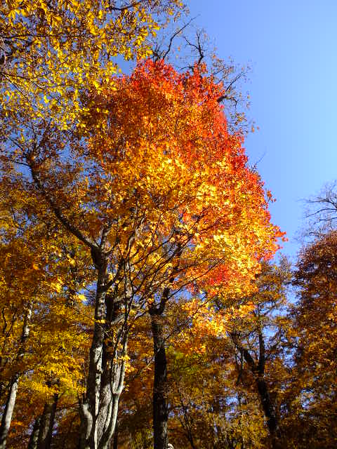 e0145782_17333482.jpg