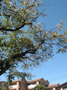 e0130185_17134985.jpg