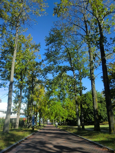 d0183387_11422751.jpg