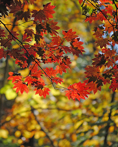 a0001354_2029537.gif