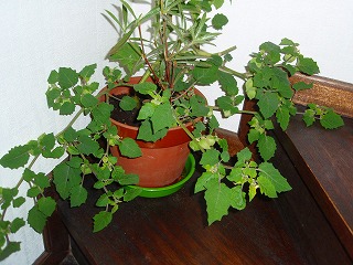 e0004756_22151460.jpg