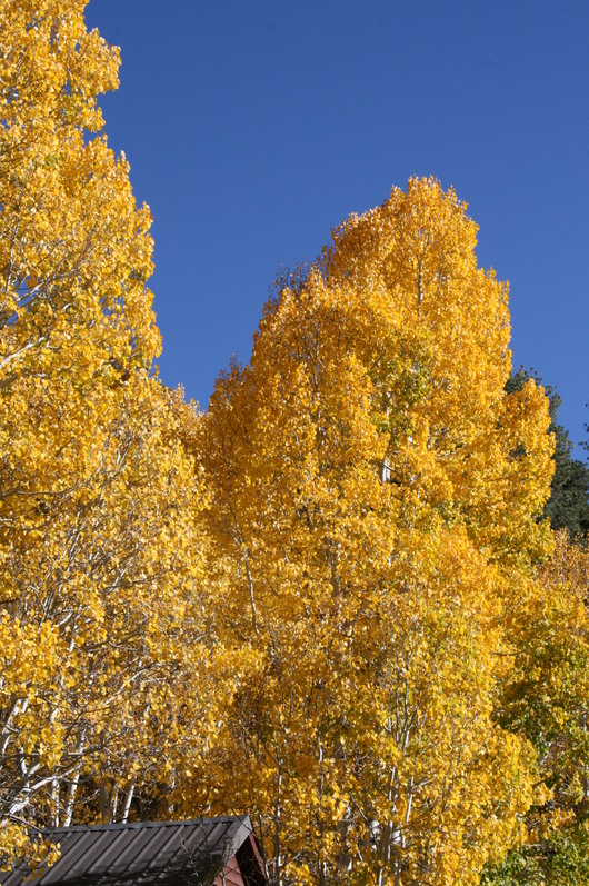 c0115366_10222196.jpg