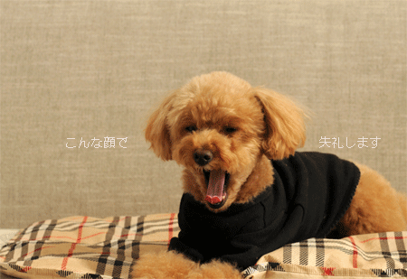 c0196673_14172546.gif