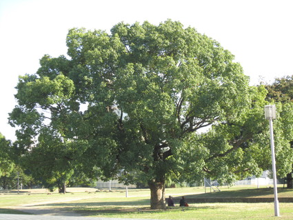 f0053885_21164717.jpg