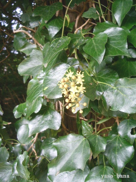 e0025300_12362364.jpg