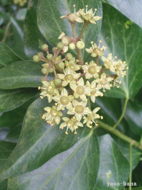 e0025300_12374789.jpg