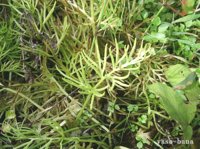 e0025300_1647820.jpg
