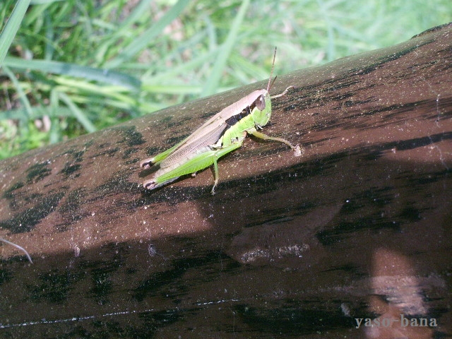 e0025300_17181324.jpg
