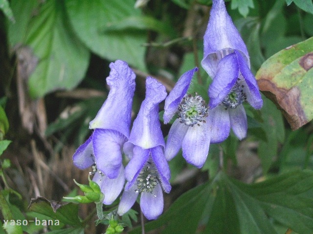 e0025300_18145049.jpg