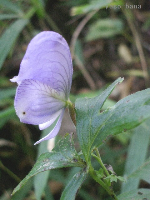 e0025300_18151221.jpg