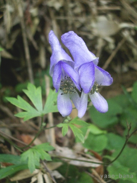 e0025300_1815282.jpg