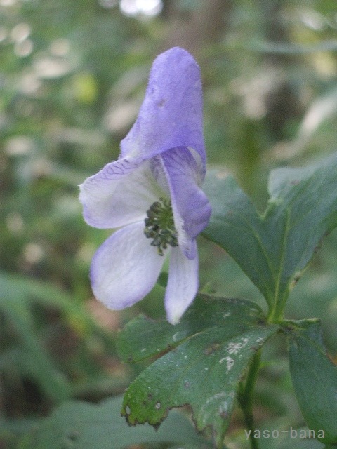 e0025300_18158100.jpg