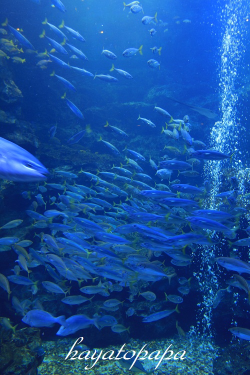a0223601_20331325.jpg