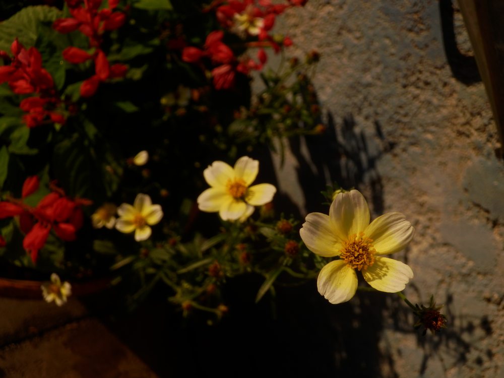 c0062511_622835.jpg