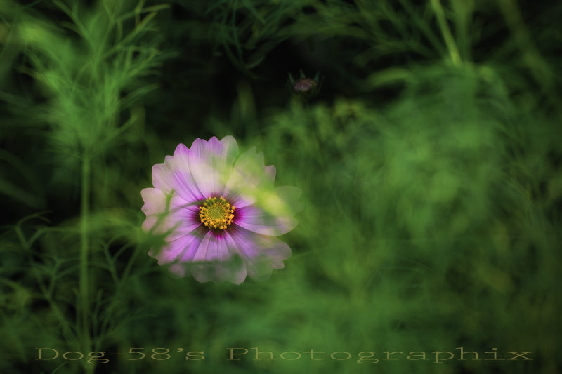 d0004832_20414493.jpg