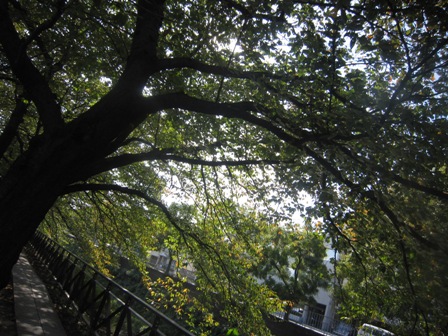 e0198839_16334141.jpg