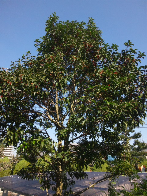 f0046449_1231581.jpg