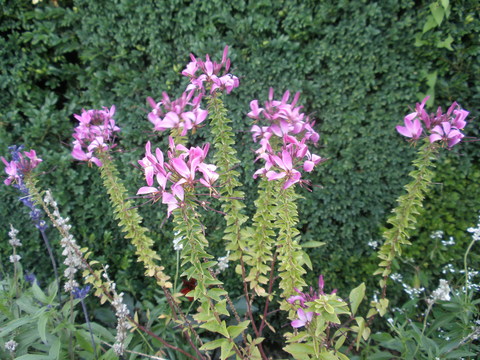 d0150967_1233224.jpg