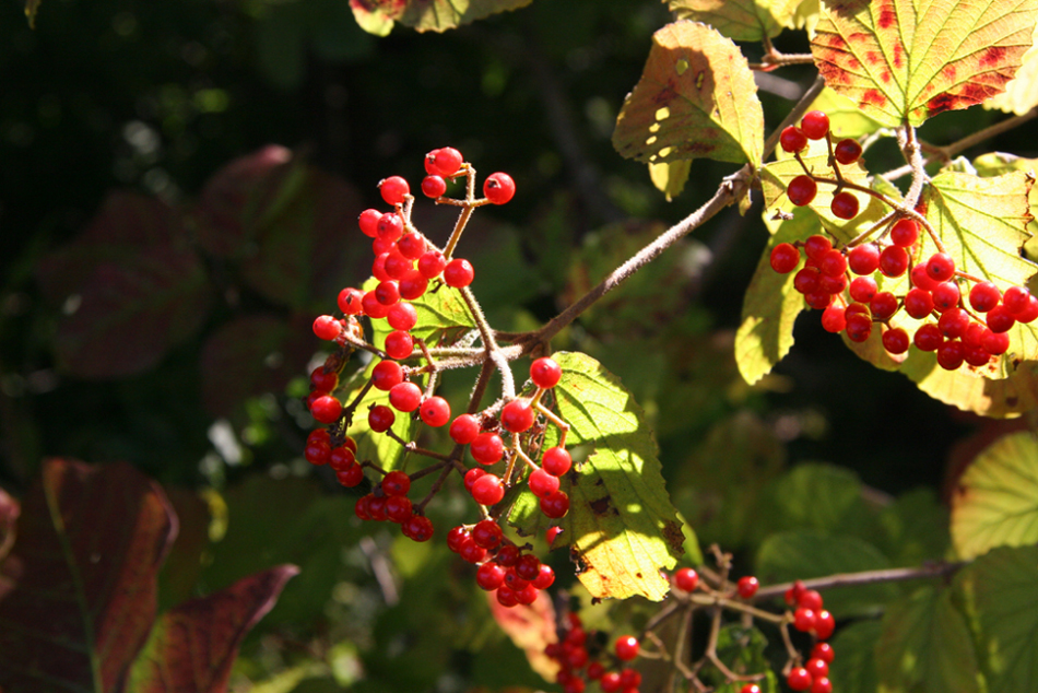 e0118274_2012099.jpg