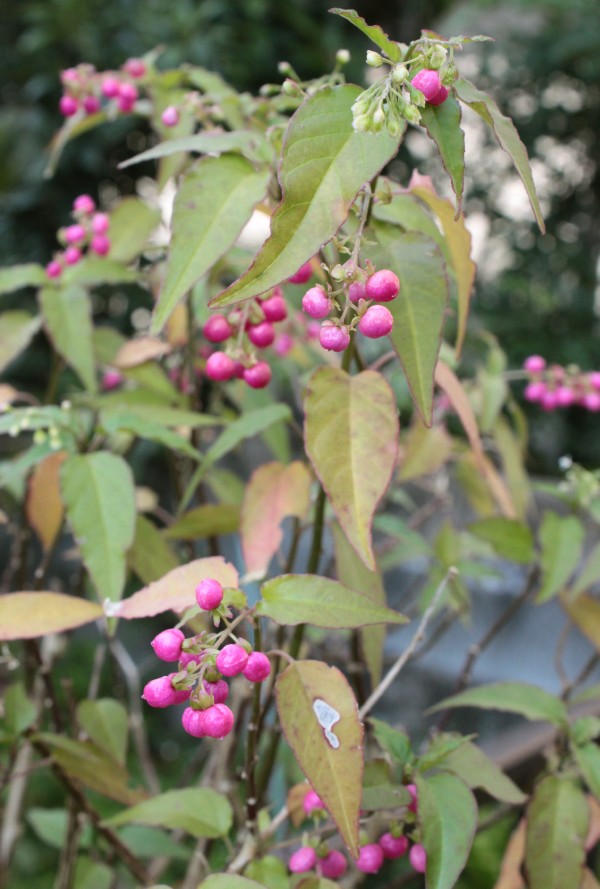 f0165677_185029.jpg