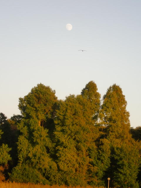 f0162908_2191215.jpg