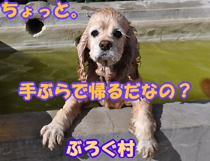 にほんブログ村 犬ブログ アメリカンコッカースパニエルへ