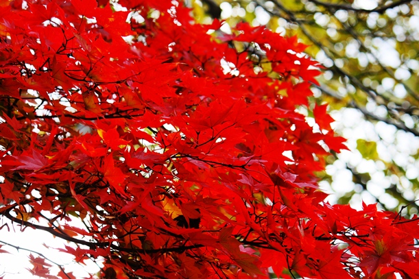 a0109914_21131042.jpg