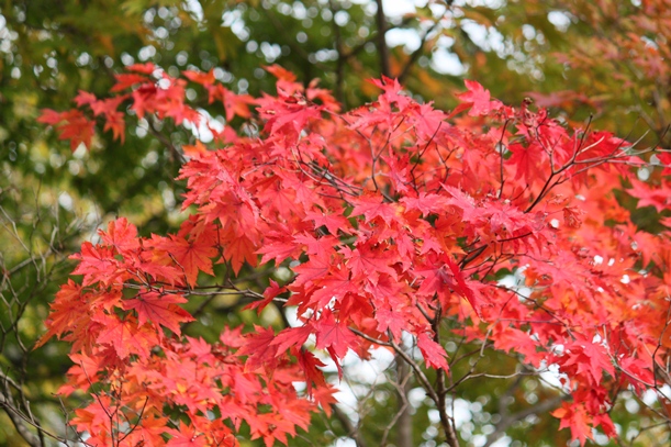 a0109914_21132831.jpg