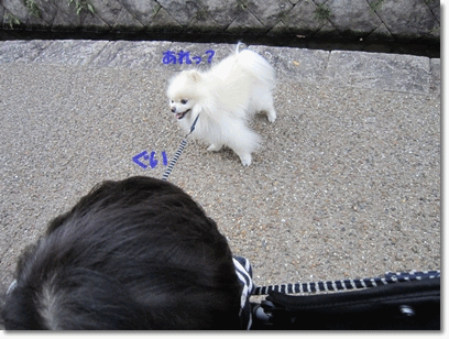 b0167519_210931.gif