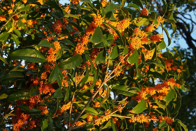 e0184921_1611966.jpg