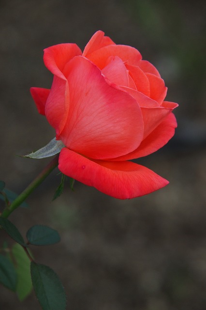 e0184921_1685358.jpg